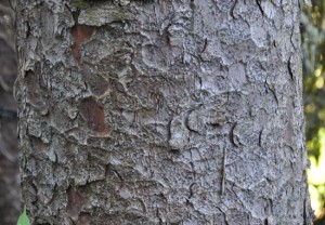 Engelmann Spruce Bark