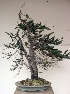 Engelmann Spruce Bonsai