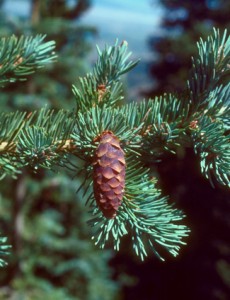 Engelmann Spruce Cone