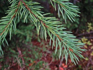 Engelmann Spruce Needles