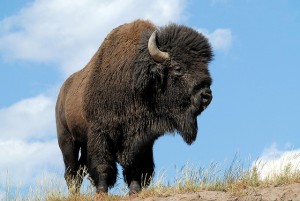 North American Bison