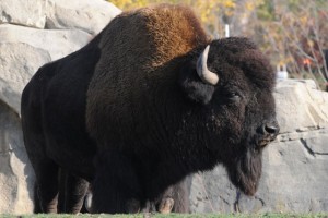The American Bison
