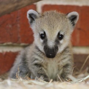 Baby Coatimundi