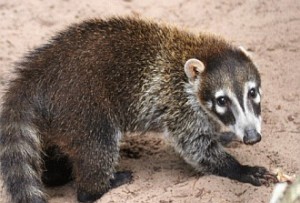 Coatimundi