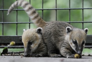 Coatimundi Babies