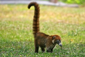 Coatimundi Images
