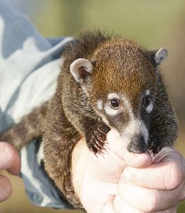 Coatimundi Pet