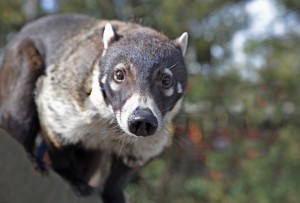 Coatimundi Pictures