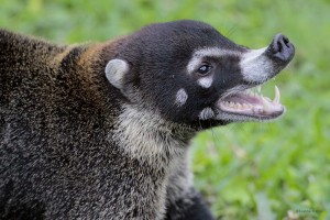 Coatimundi Teeth