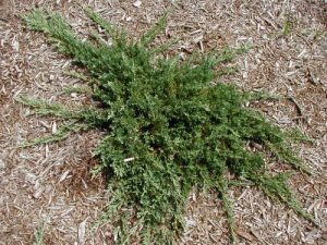 Creeping Juniper