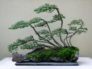 Creeping Juniper Bonsai