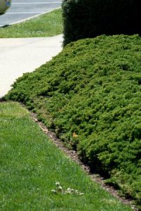 Creeping Juniper Groundcover