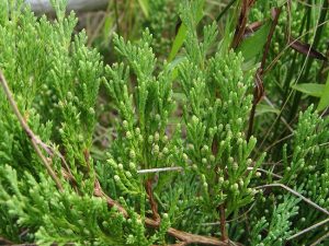 Creeping Juaniper Leaf