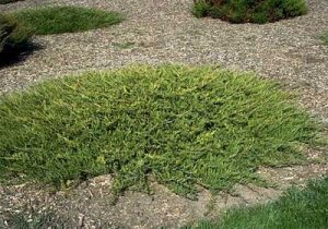Creeping Juniper Pictures