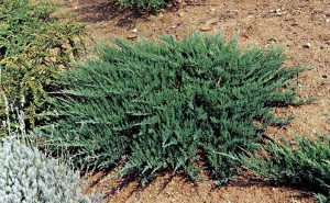 Creeping Juniper Plant