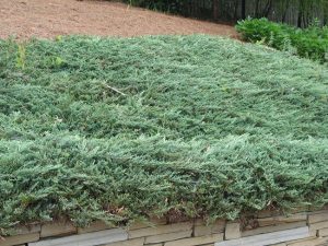 Creeping Junipers