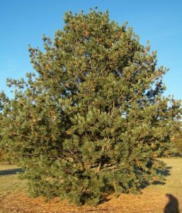 Limber Pine