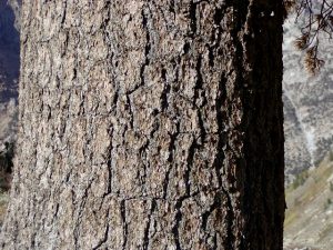 Limber Pine Bark