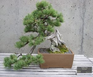 Limber Pine Bonsai