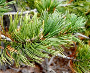 Limber Pine Needles