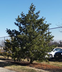 Limber Pine Pictures