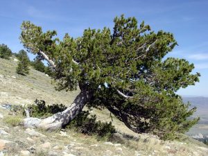 Limber Pine Tree