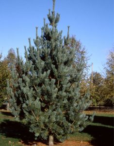Vanderwolf Pine
