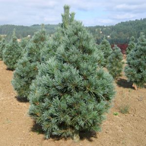 Vanderwolf Pine Pictures