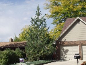 Vanderwolf Pine Tree