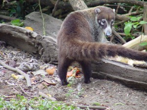 White Nose Coati