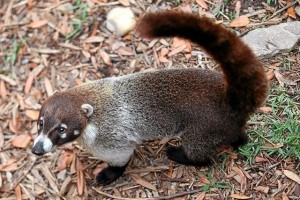 White Nosed Coati