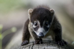 White Nosed Coati Baby