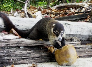 White Nosed Coati Images