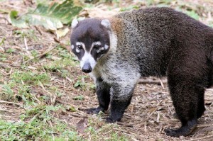 White Nosed Coati Pictures