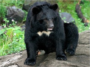 Asian Black Bear