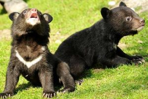 Asian Black Bear Cubs
