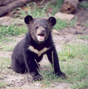 Juvenile Asian Black Bear Cub