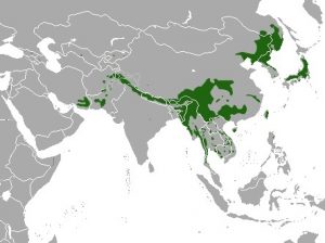 Asian Black Bear Range
