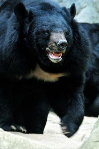Asian Black Bear Size