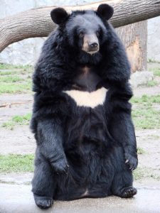 Asiatic Black Bear Standing