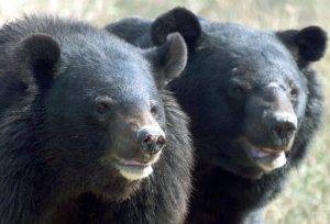 Asiatic Black Bears