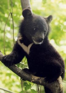 Baby Moon Bear