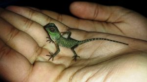 Baby Mountain Horned Lizard
