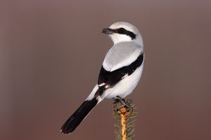 Great Grey Shrike