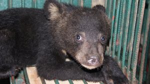 Moon Bear Cub