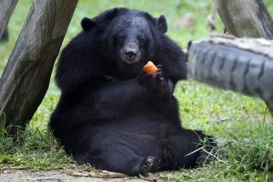 Moon Bear Images