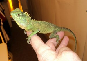 Mountain Horn Lizard