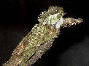 Mountain Horned Dragon Pictures