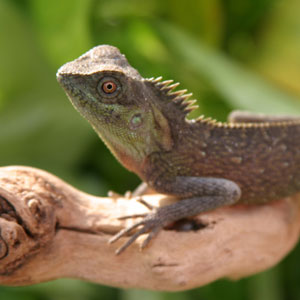 Mountain Horned Dragon