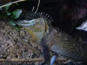Mountain Horned Lizard